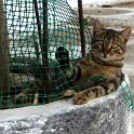 Mykonos Katzen (55)